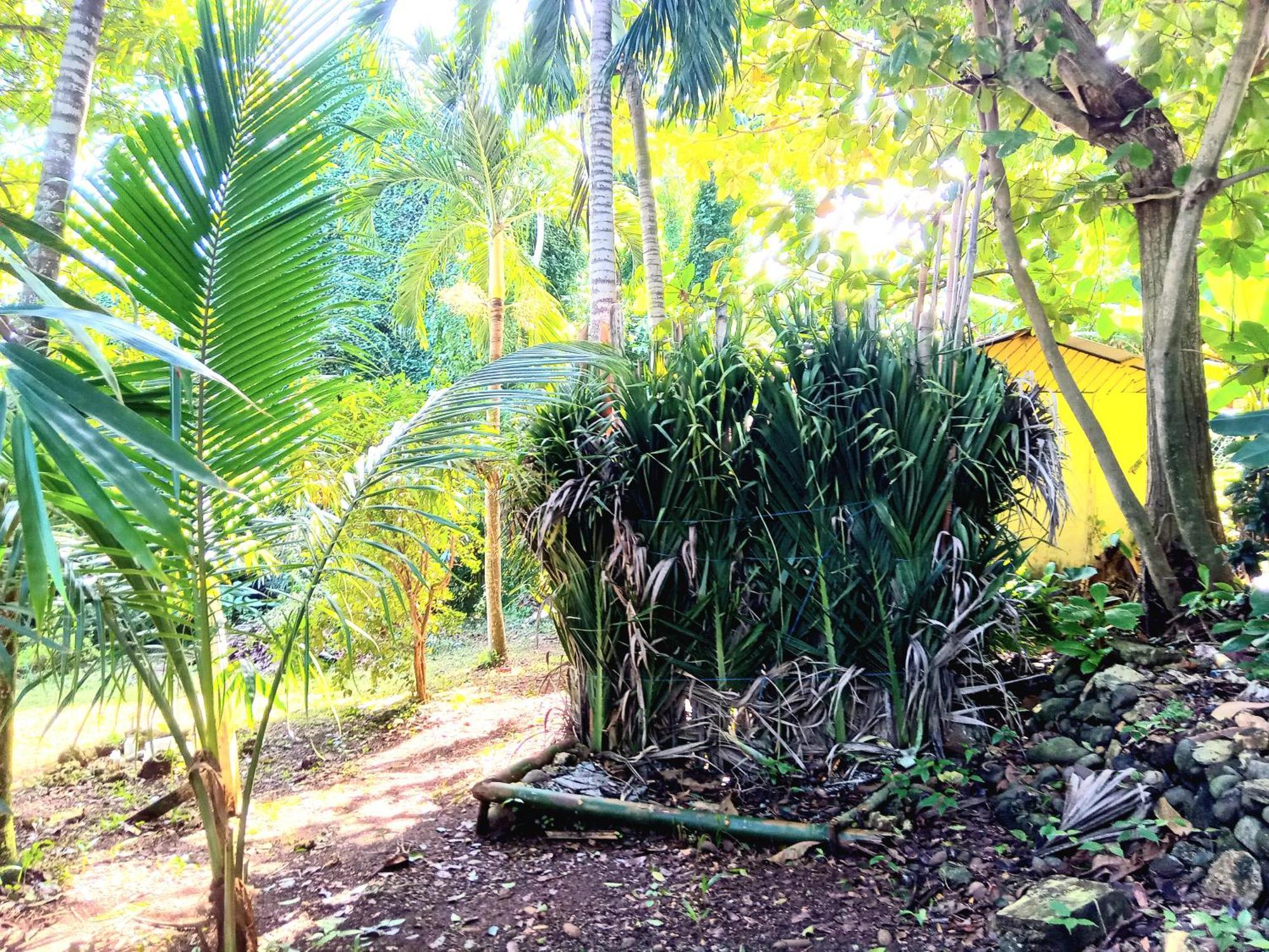 La Familia Guest House And Natural Farm Port Antonio Eksteriør billede