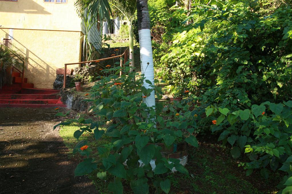 La Familia Guest House And Natural Farm Port Antonio Eksteriør billede